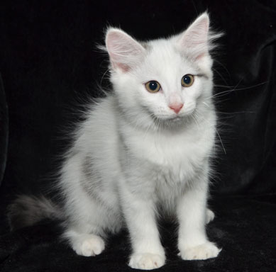 sibirisk kattunge Mars