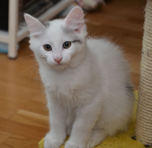 sibirisk kattunge
