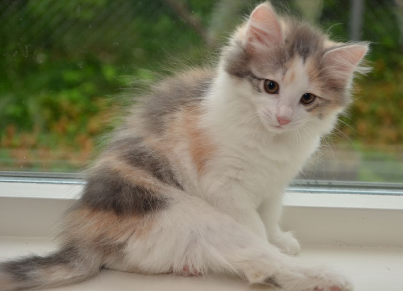 sibirisk katt Ninzi