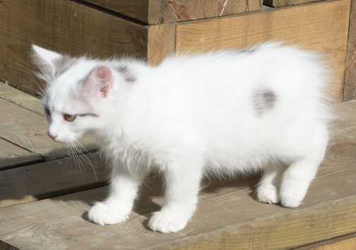 sibirisk kattunge Mars