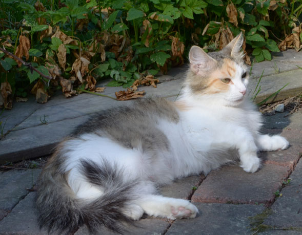 sibirisk katt Colbie