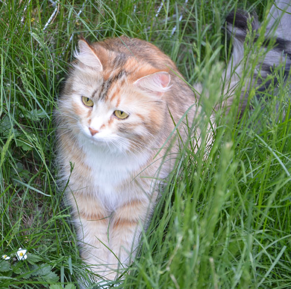 sibirisk katt Dani