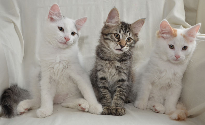 sibirisk katt M-kull