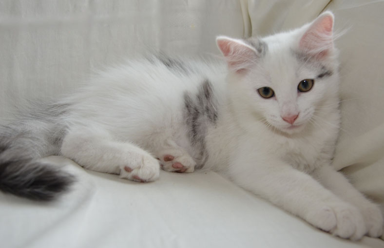 sibirisk kattunge