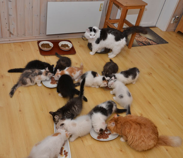 sibiriska kattungar MNOkullarna