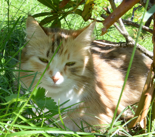 sibirisk katt Dani