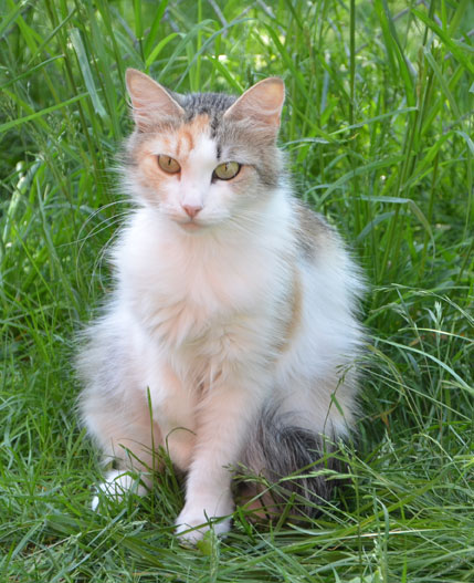 sibirisk katt Colbie