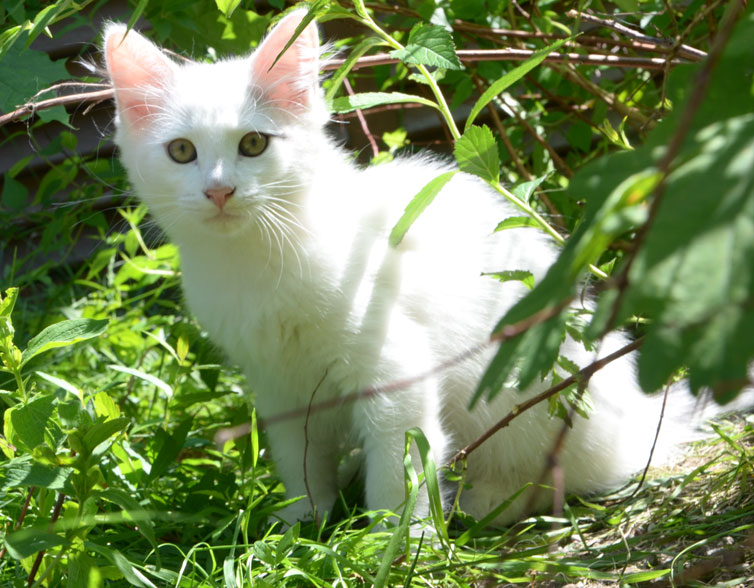 sibirisk kattunge Mars