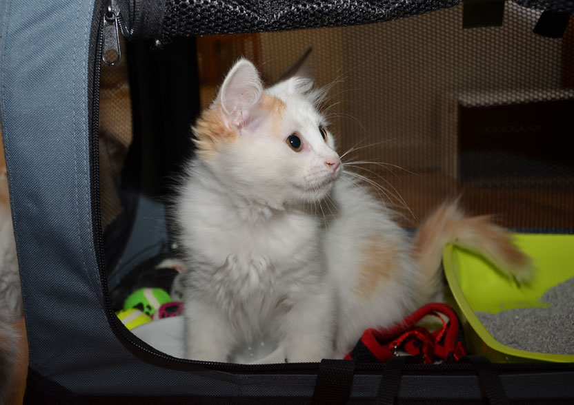 sibirisk kattunge Mozart
