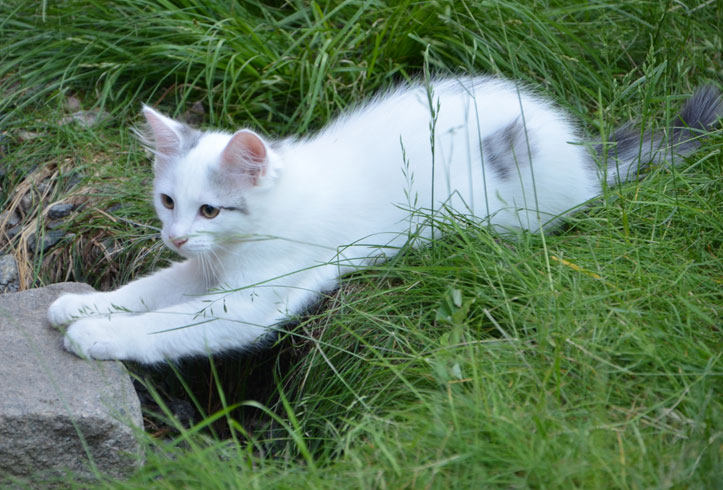 sibirisk kattunge Mars