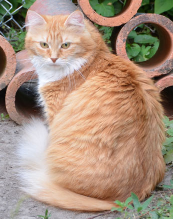 sibirisk katt Queeni