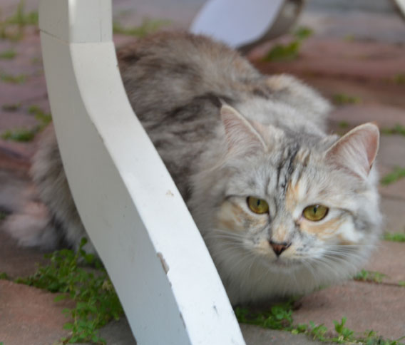 sibirisk katt Zinnie