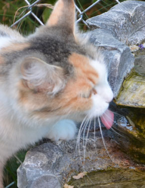 sibirisk katt Colbie
