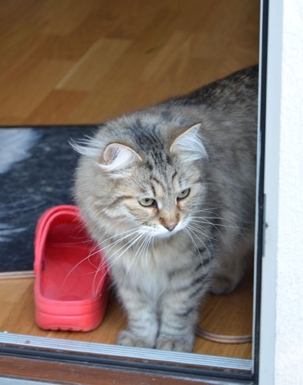 sibirisk katt Gabbie