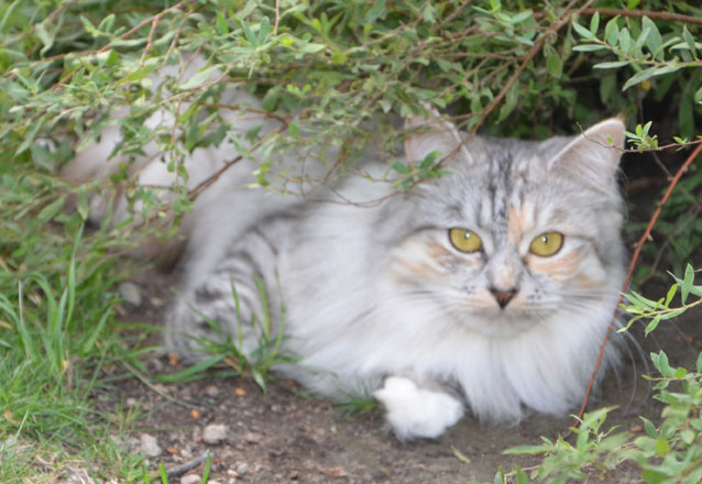 sibirisk katt Zinnie