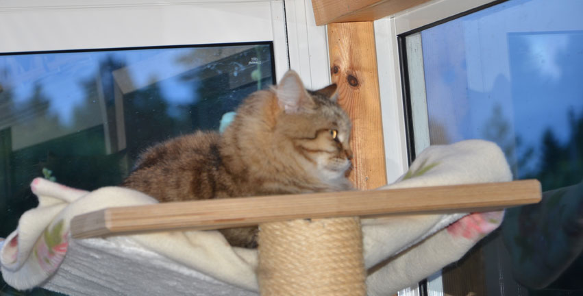 sibirisk katt Gabbie