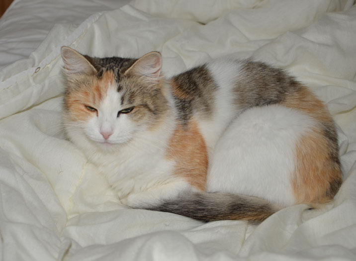 sibirisk katt Colbie