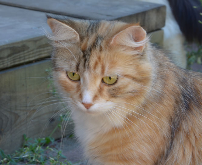 sibirisk katt Dani
