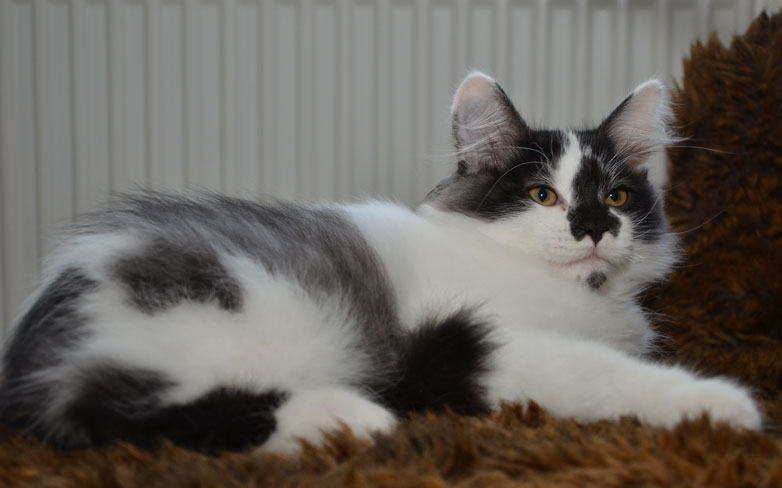 sibirisk kattunge Silver