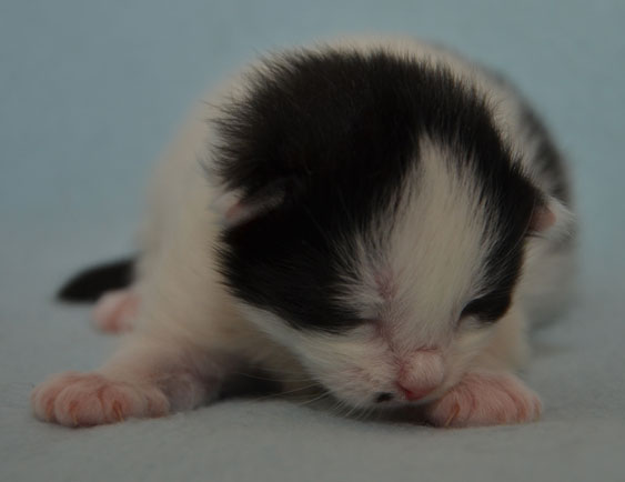 sibirisk kattunge Pictor