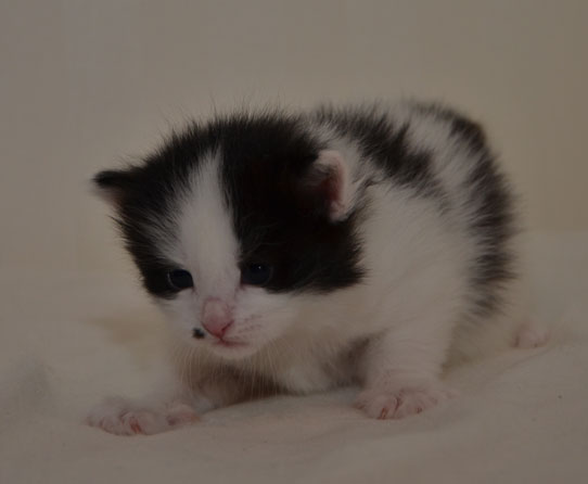 sibirisk kattunge Pictor
