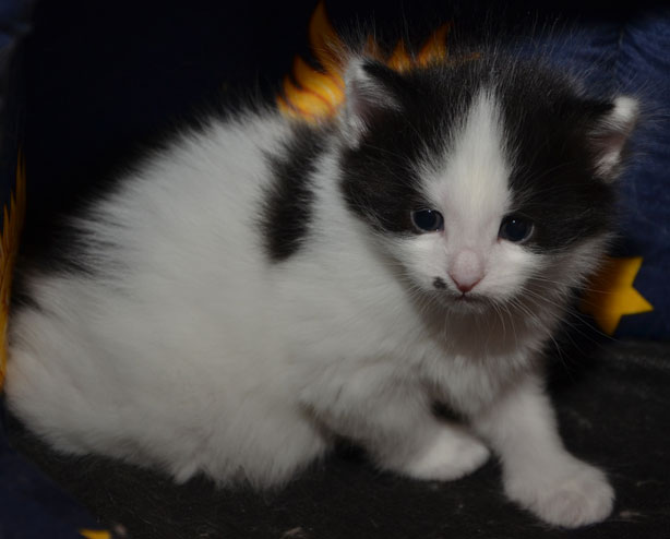 sibirisk kattunge Pictor