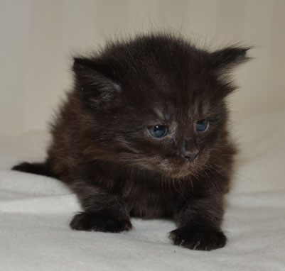 sibirisk katt Potter