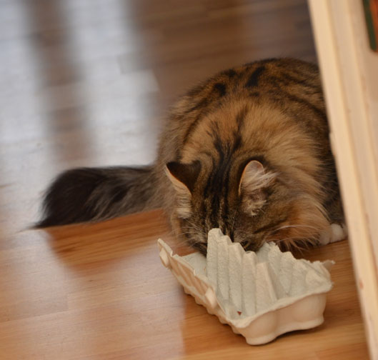 sibirisk katt Mitzi