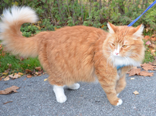 sibirisk katt Kepheus