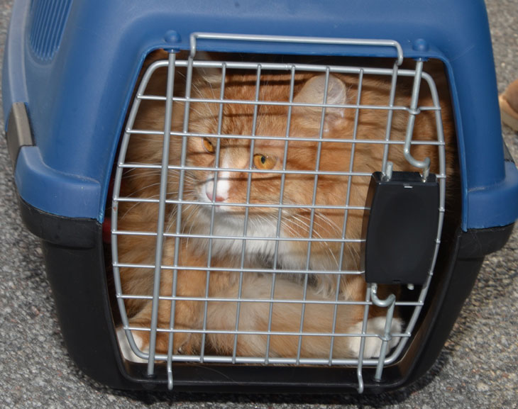 sibirisk katt Kepheus