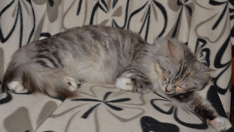 sibirisk katt Zinnie