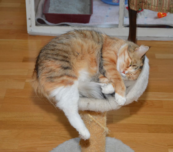 sibirisk katt Dani