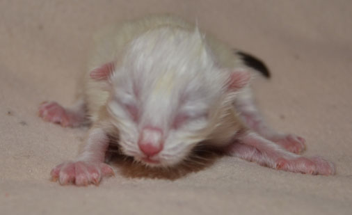 Sibirisk katt Quorn