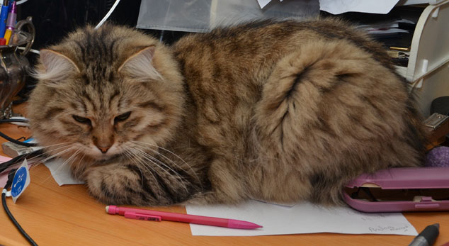 sibirisk katt Gabbie