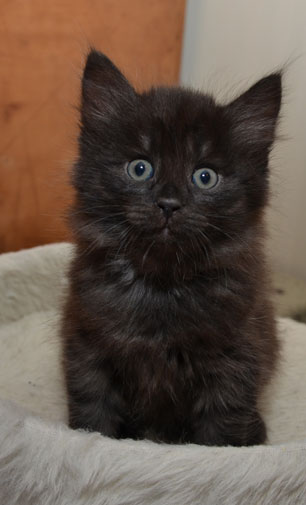 sibirisk kattunge Potter