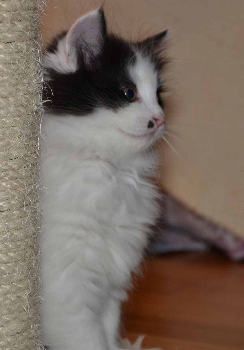 sibirisk kattunge Pictor