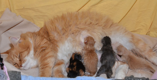 sibirisk katt S-kull