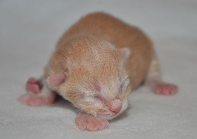 sibirisk katt S-kull