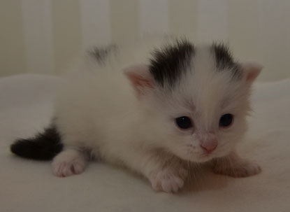 sibirisk kattunge Quadea