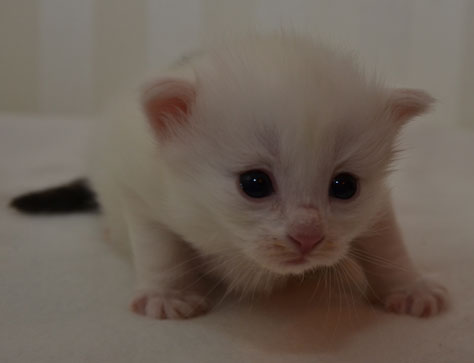 sibirisk katt Quorn