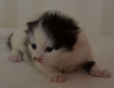 sibirisk kattunge Quick