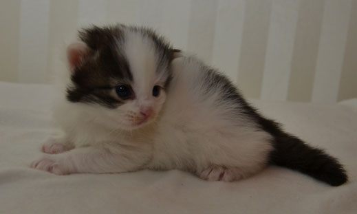 sibirisk kattunge Quincy