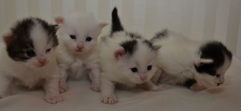 sibiriska kattungar Q-kull