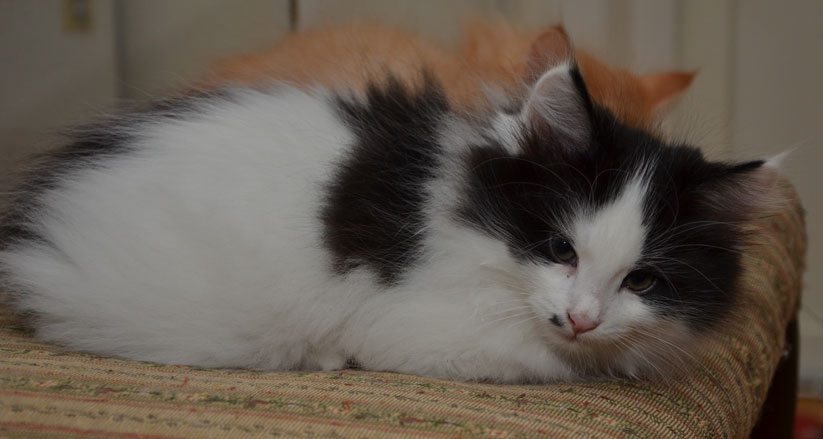 sibirisk kattunge Pictor