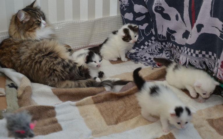 sibirisk kattungar Q-kull