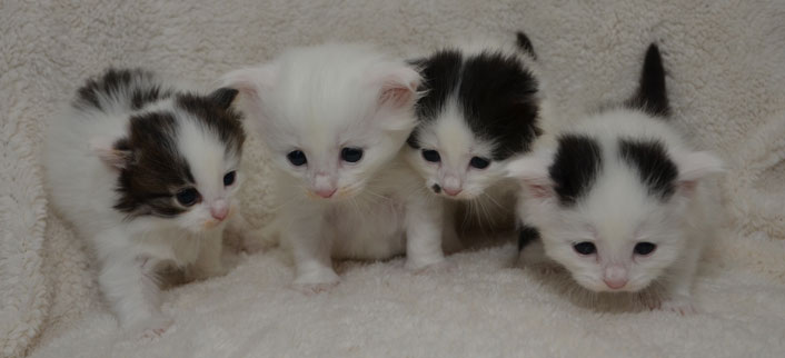 sibirisk kattungar Q-kull