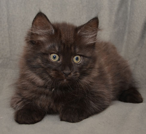 sibirisk katt Potter