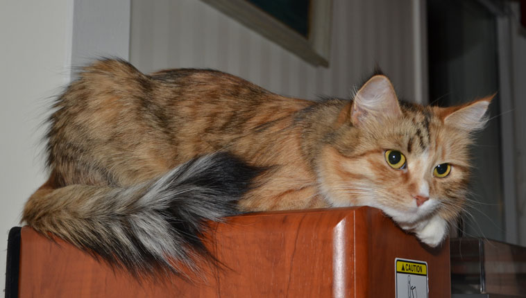 sibirisk katt Dani