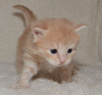 sibirisk katt Remus