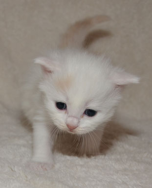 sibirisk kattunge Romeo
